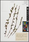 Foto von Salix acutifolia Willd.